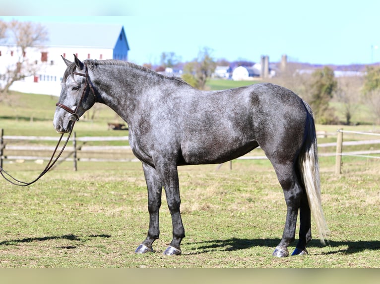 Percheron Mix Mare 5 years 16.1 hh Grey in Gap