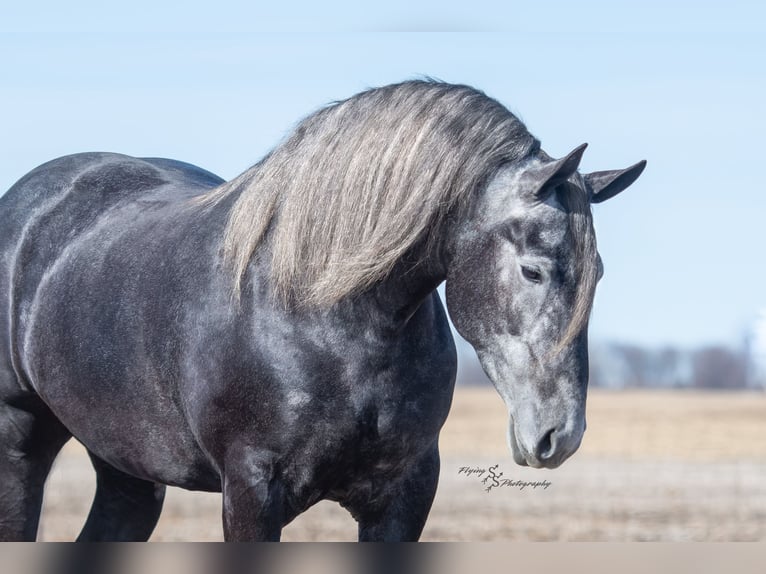 Percheron Mare 5 years 16,3 hh Gray in Fairbank IA