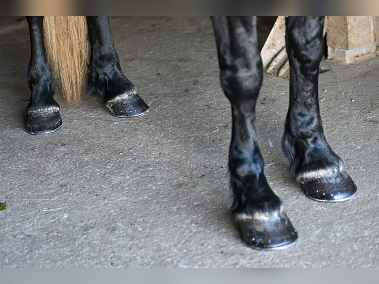 Percheron Mare 5 years 16,3 hh Gray in Fairbank IA