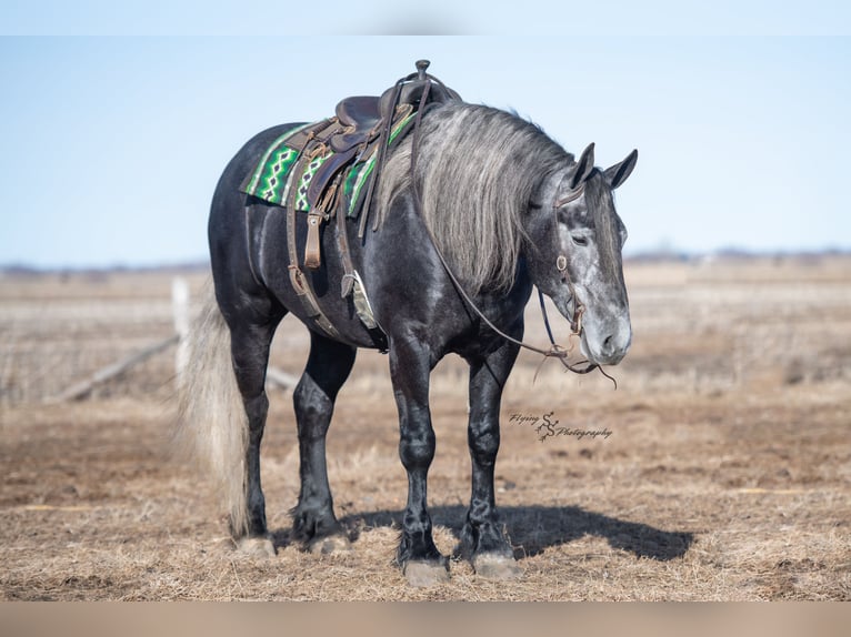 Percheron Mare 5 years 16,3 hh Gray in Fairbank IA