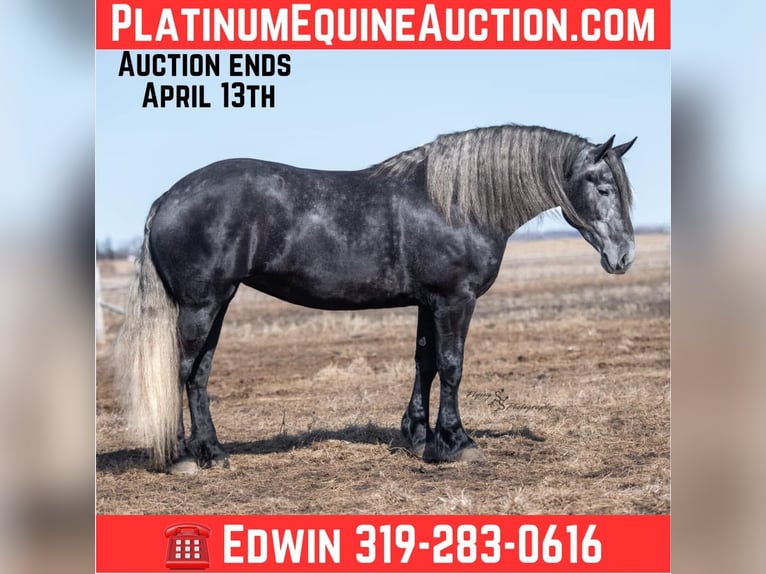 Percheron Mare 5 years 16,3 hh Gray in Fairbank IA