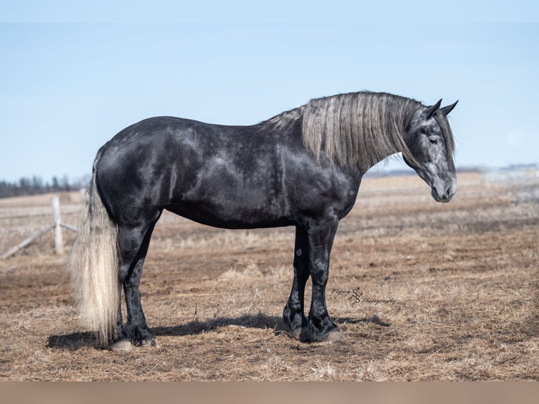 Percheron Mare 5 years 16,3 hh Gray in Fairbank IA