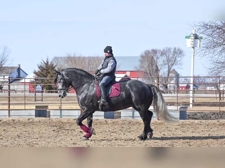 Percheron Mare 5 years 16,3 hh Grey in Fairbank IA