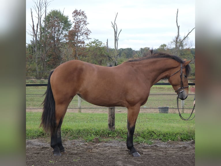 Percheron Mix Mare 5 years 16 hh Bay in Perkasie