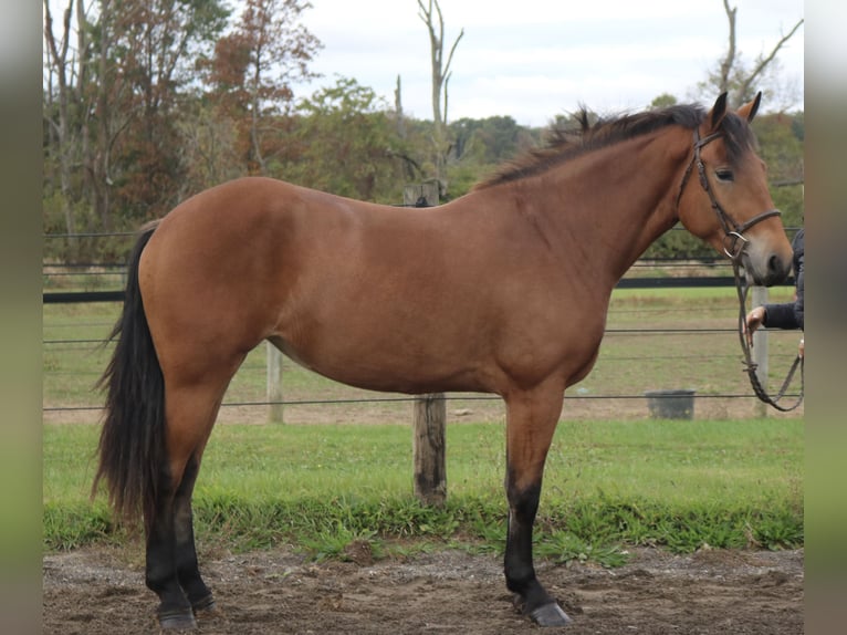 Percheron Mix Mare 5 years 16 hh Bay in Perkasie
