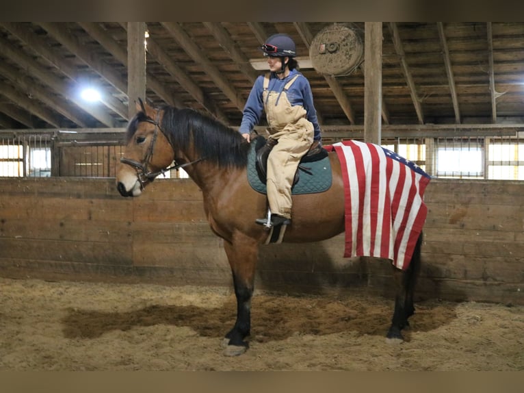 Percheron Mix Mare 5 years 16 hh Bay in Perkasie