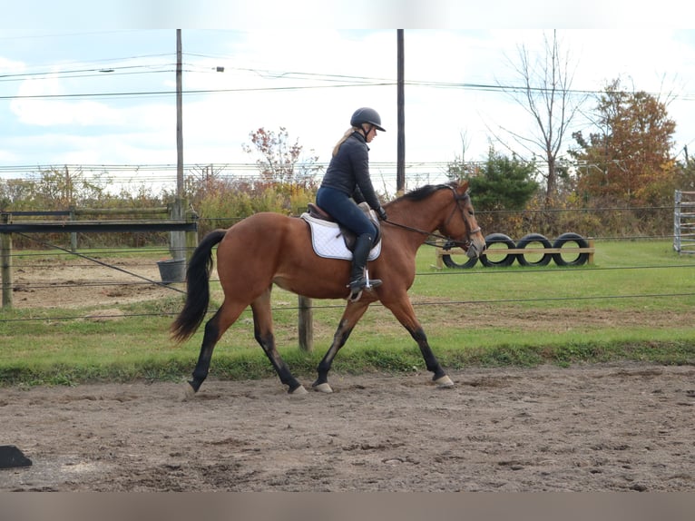 Percheron Mix Mare 5 years 16 hh Bay in Perkasie
