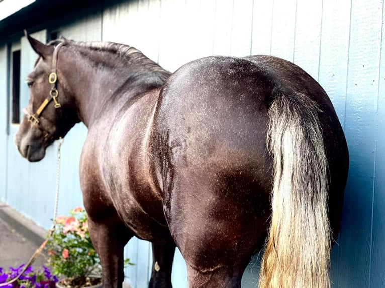 Percheron Mare 5 years 16 hh Gray in Howell, NJ