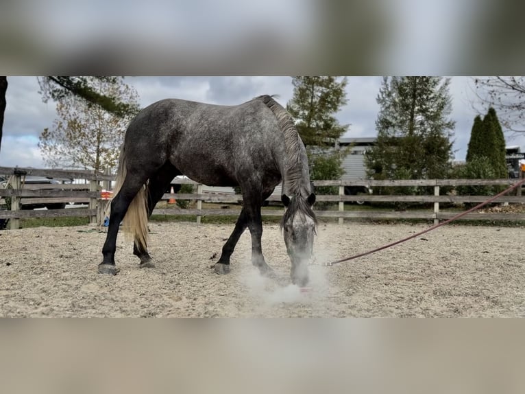Percheron Mix Mare 5 years 16,1 hh Grey in Gap