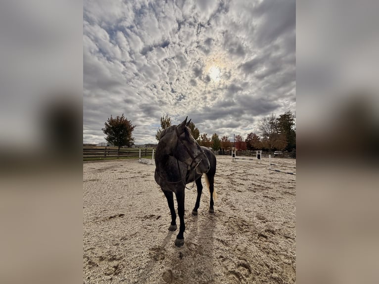 Percheron Mix Mare 5 years 16,1 hh Grey in Gap
