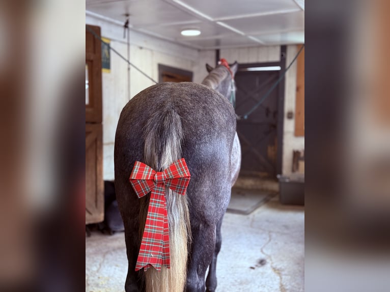 Percheron Mix Mare 5 years 16,1 hh Grey in Gap