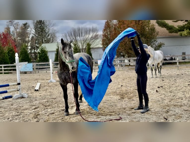 Percheron Mix Mare 5 years 16,1 hh Grey in Gap