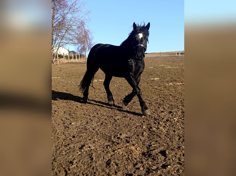 Percheron Mare 5 years 16,3 hh Black in Schönsee