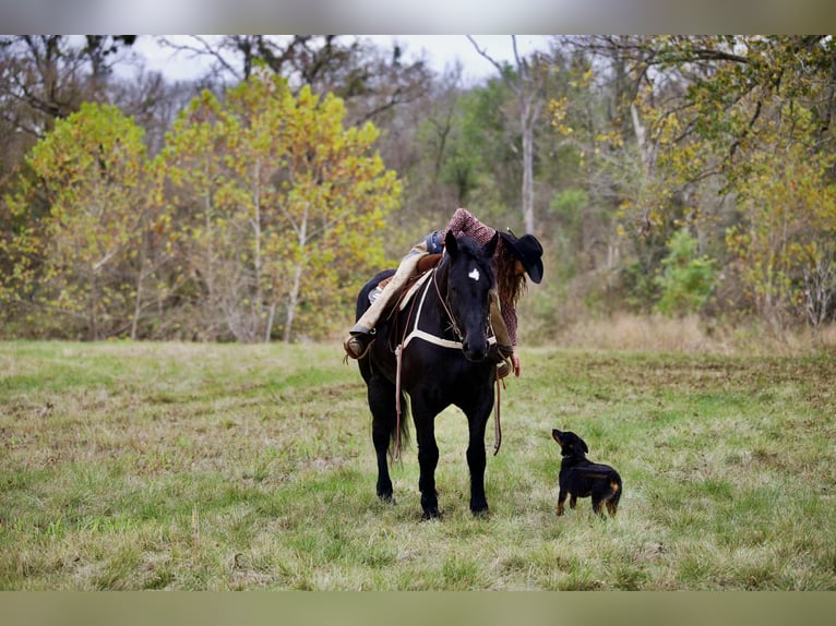 Percheron Mare 5 years 17 hh Black in Georgetown