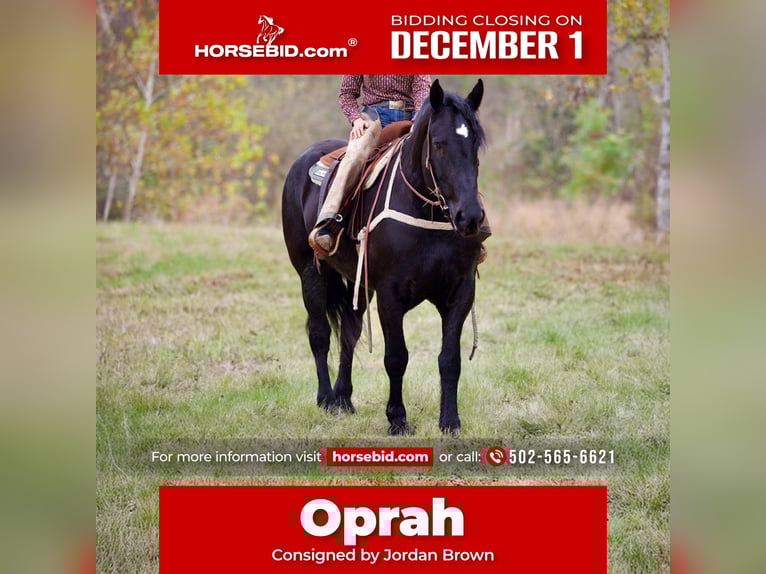 Percheron Mare 5 years 17 hh Black in Georgetown