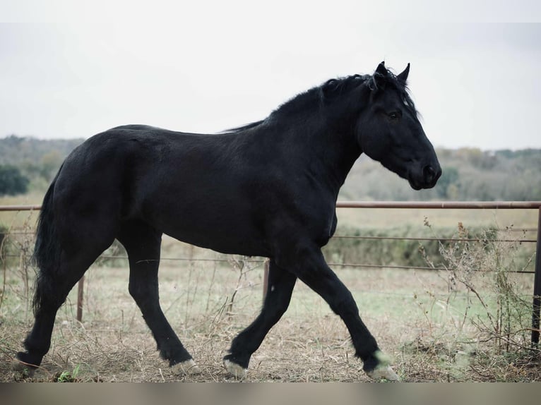 Percheron Mare 5 years 17 hh Black in Georgetown