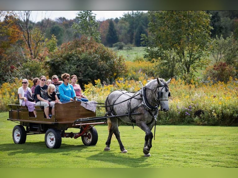 Percheron Mare 5 years Grey in Warsaw NY