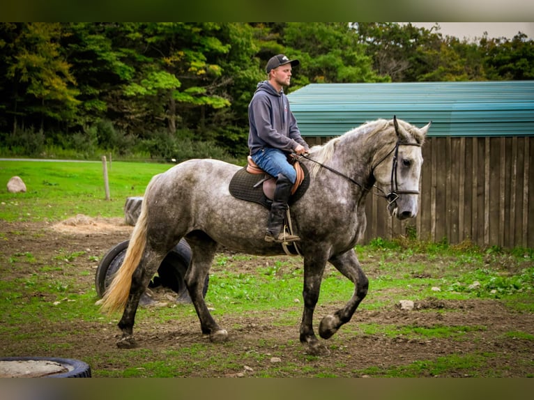 Percheron Mare 5 years Grey in Warsaw NY