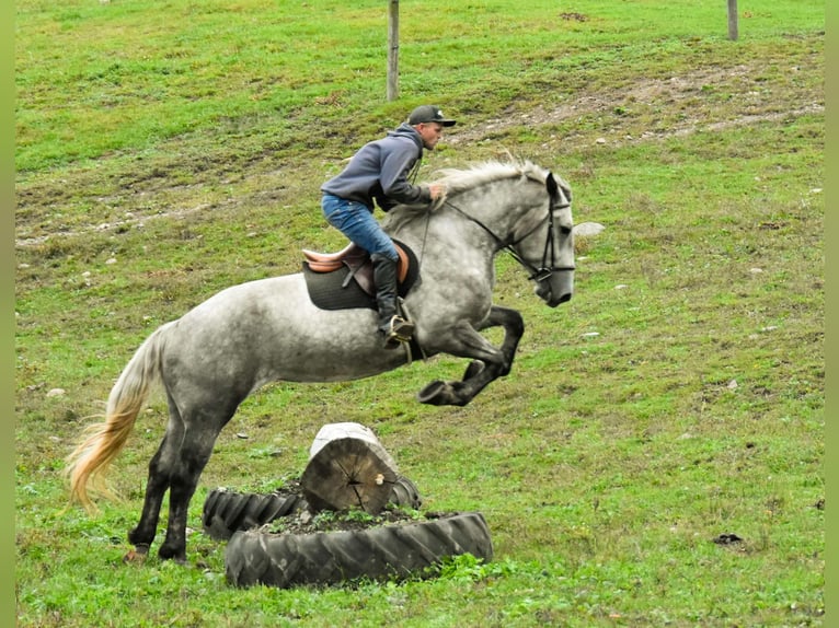 Percheron Mare 5 years Grey in Warsaw NY
