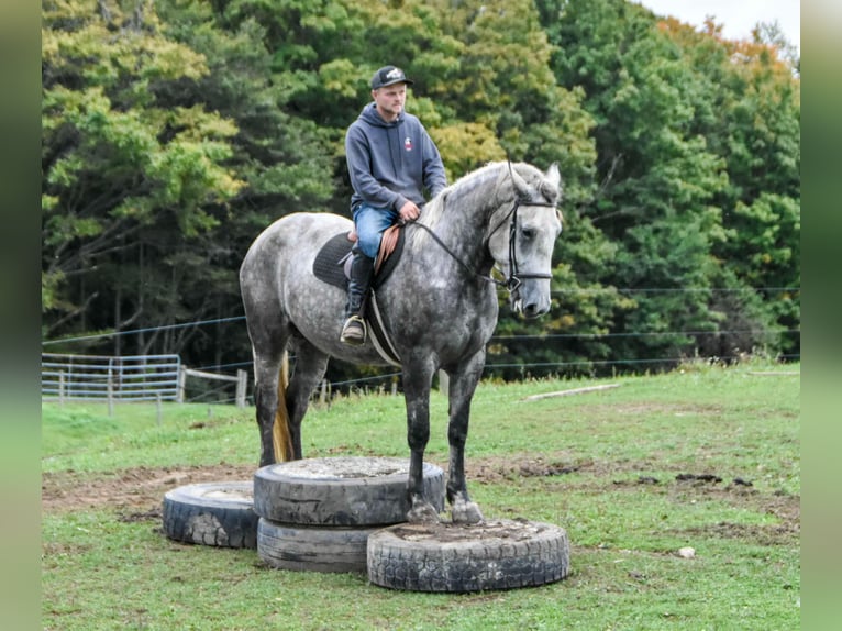Percheron Mare 5 years Grey in Warsaw NY