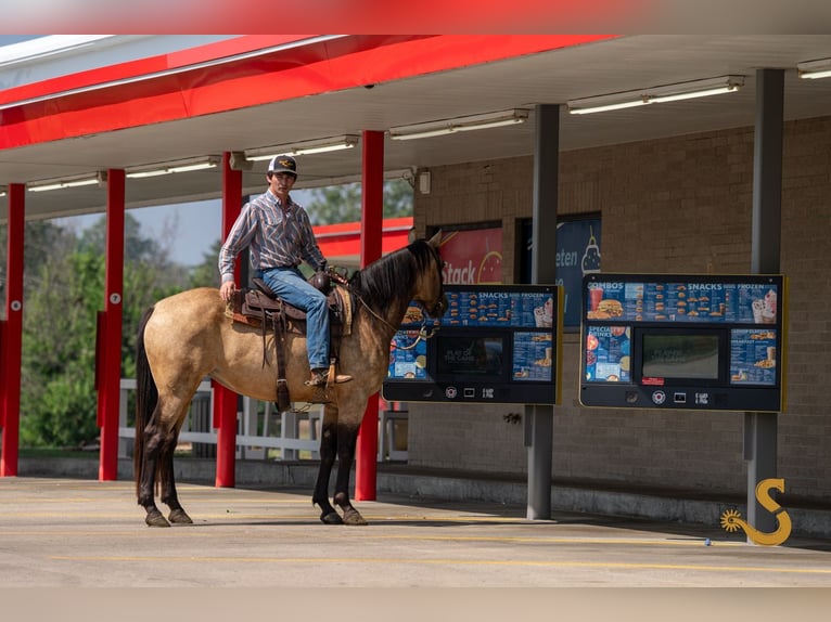 Percheron Mix Mare 6 years 15,3 hh Buckskin in Bogard