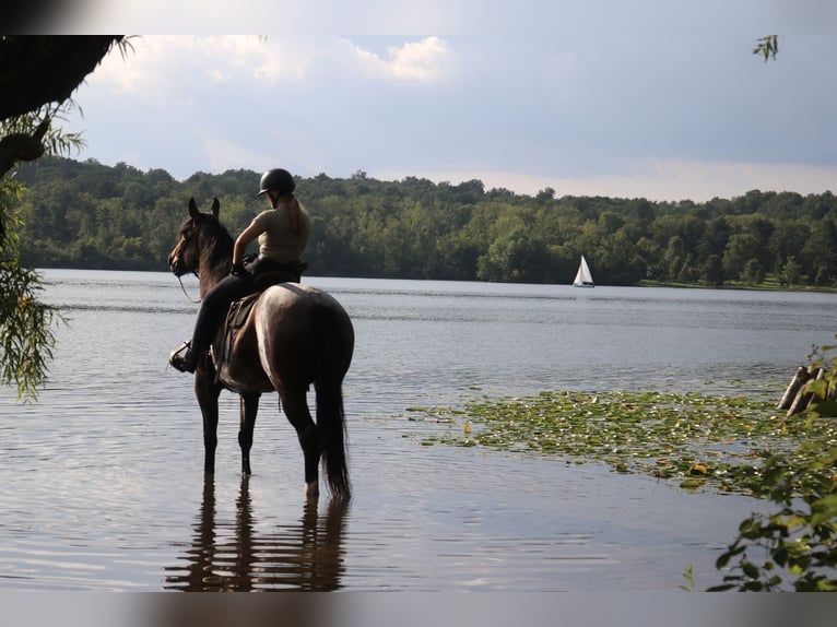 Percheron Mix Mare 7 years 16,1 hh Roan-Bay in Perkasie