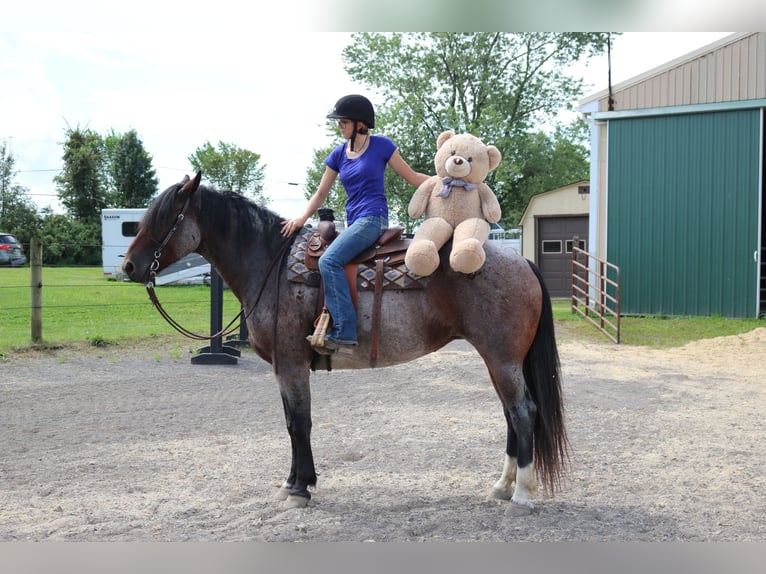 Percheron Mix Mare 7 years 16,1 hh Roan-Bay in Perkasie