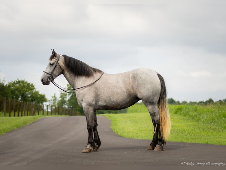 Percheron Mix Mare 7 years 16,1 hh Roan-Blue in Auburn, KY