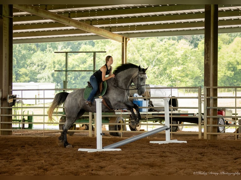 Percheron Mix Mare 7 years 16,1 hh Roan-Blue in Auburn, KY