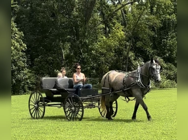 Percheron Mix Mare 7 years 16,1 hh Roan-Blue in Auburn, KY