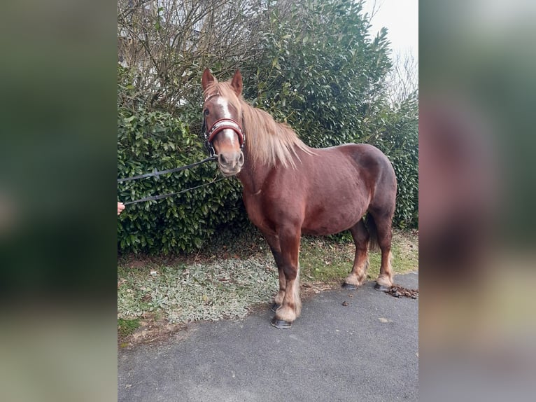 Percheron Mare 7 years 16 hh Chestnut in Nettersheim