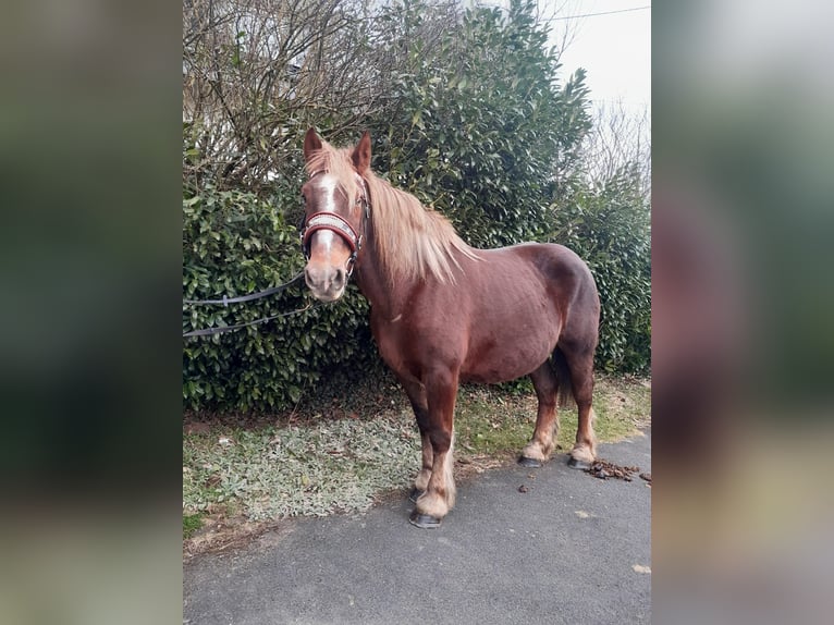 Percheron Mare 7 years 16 hh Chestnut in Nettersheim