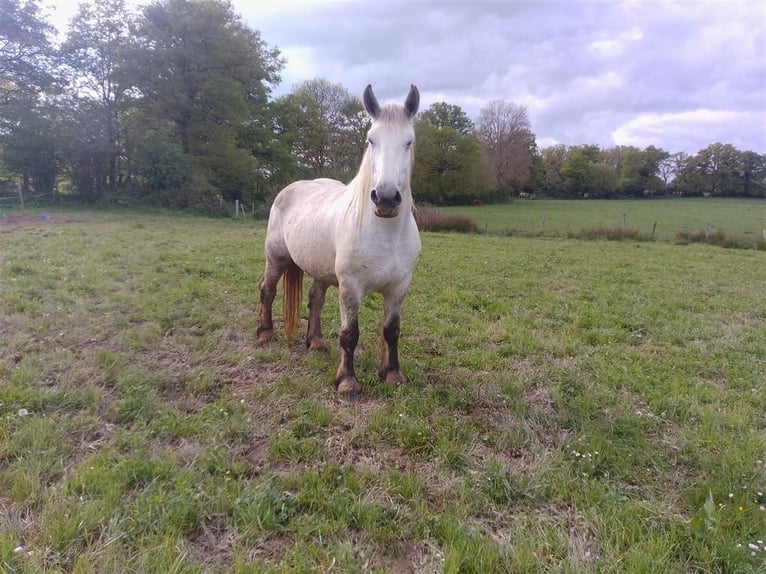 Percheron Mare 7 years 16,1 hh Grey in DINSAC