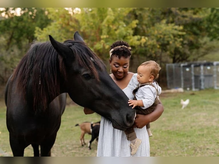 Percheron Mare 7 years Black in Riverside