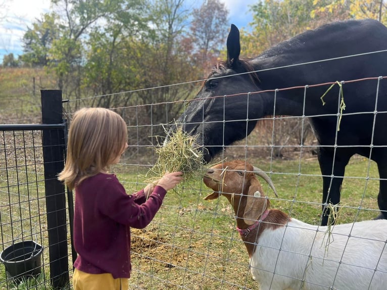 Percheron Mare 7 years Black in Riverside