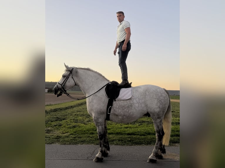 Percheron Mix Mare 8 years 16.3 hh Grey-Dapple in Emeringen