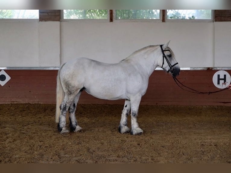 Percheron Mare 8 years 16 hh Grey in Köln