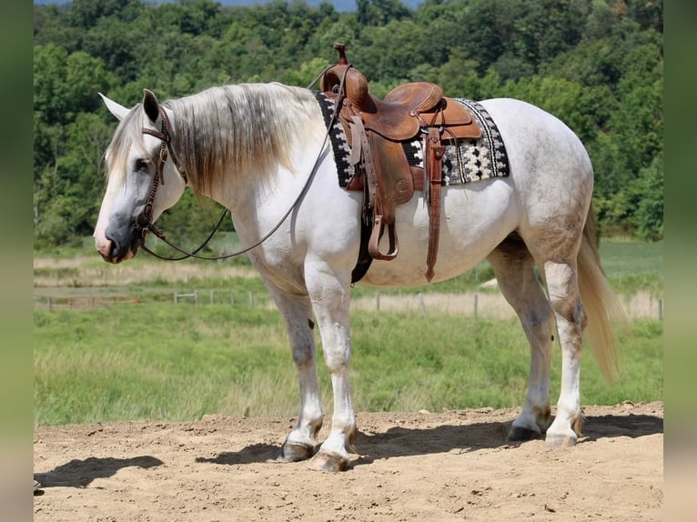 Percheron Mix Mare 9 years 16 hh in Liverpool, PA