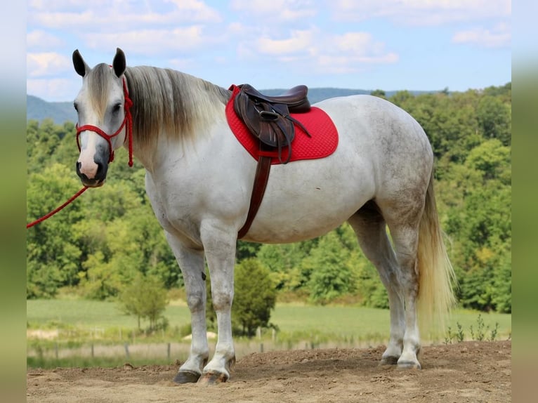 Percheron Mix Mare 9 years 16 hh in Liverpool, PA