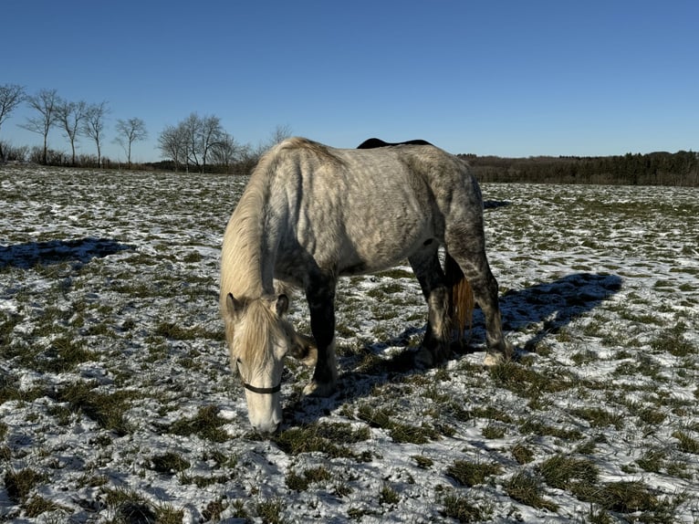 Percheron Mix Merrie 12 Jaar 162 cm Schimmel in Daleiden