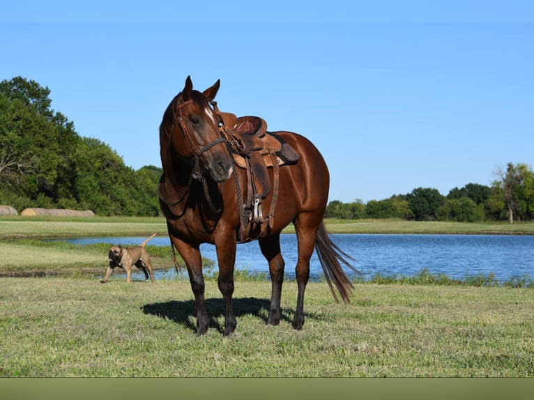 Percheron Merrie 12 Jaar 170 cm Roodbruin in Guthrie OK