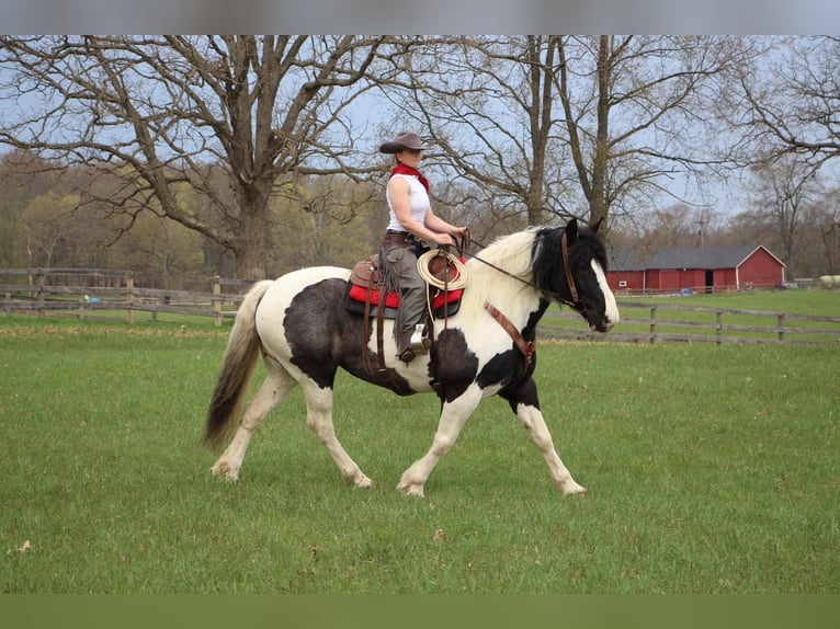 Percheron Merrie 12 Jaar 173 cm Tobiano-alle-kleuren in Highland MI
