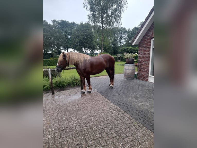 Percheron Merrie 13 Jaar 160 cm Bruin in Rheeze