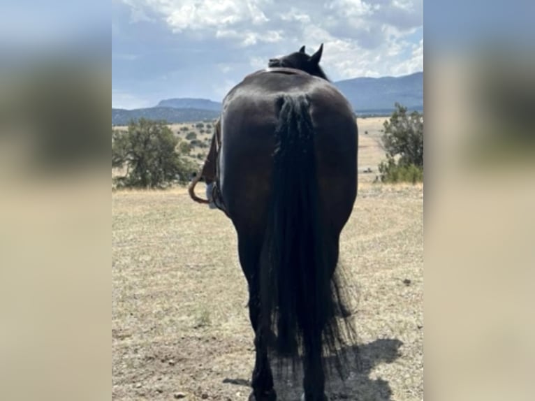 Percheron Mix Merrie 13 Jaar 160 cm Zwart in Marana