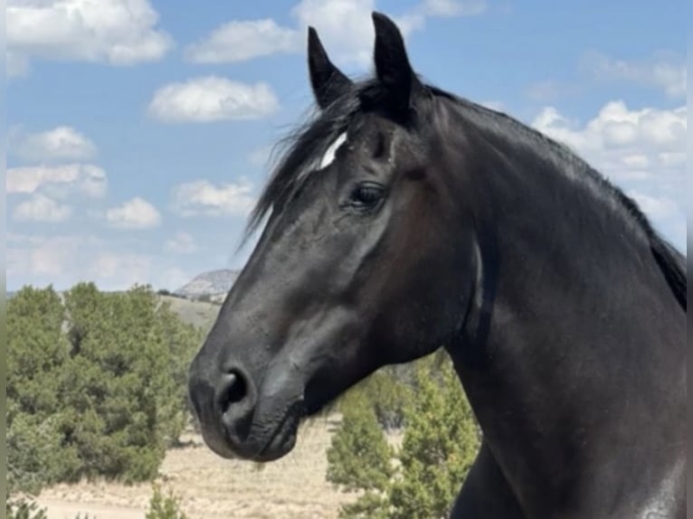 Percheron Mix Merrie 13 Jaar 160 cm Zwart in Marana