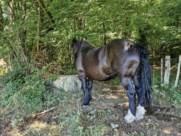 Percheron Merrie 14 Jaar 175 cm Zwart in Meuzac