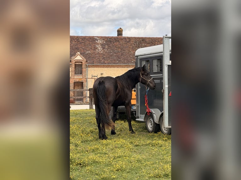Percheron Merrie 2 Jaar 172 cm Zwart in Orne