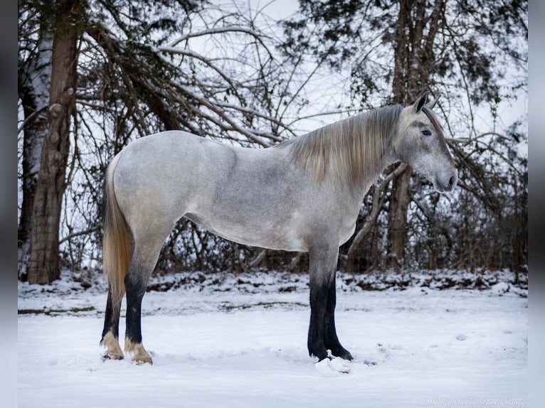 Percheron Mix Merrie 3 Jaar 157 cm Schimmel in Auburn, KY