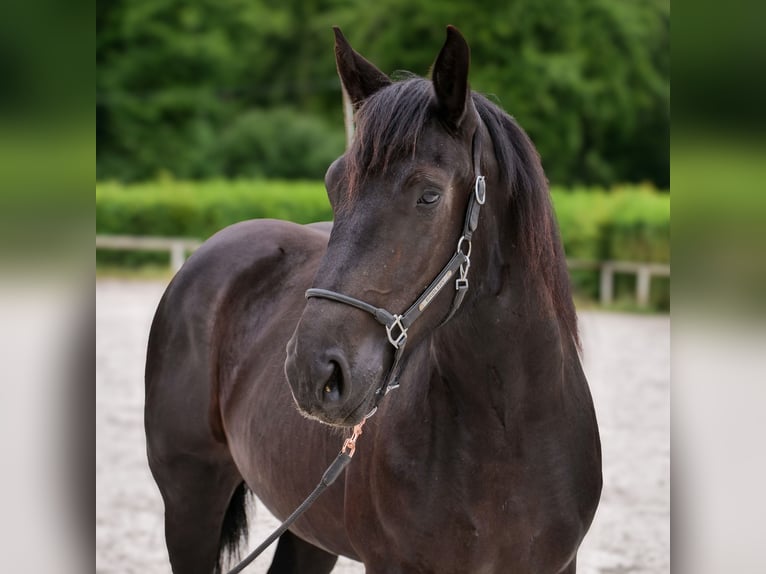 Percheron Merrie 3 Jaar 160 cm Zwart in Neustadt (Wied)