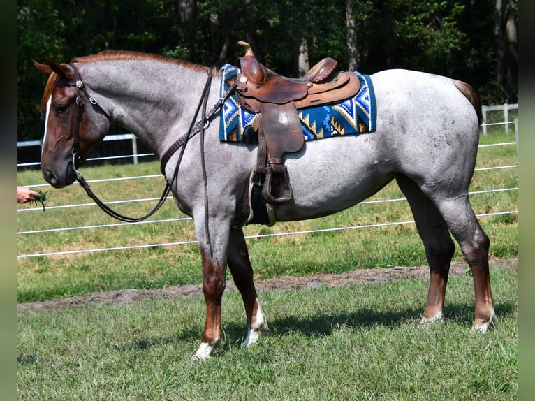 Percheron Mix Merrie 3 Jaar 163 cm Roan-Red in Camden Wyoming